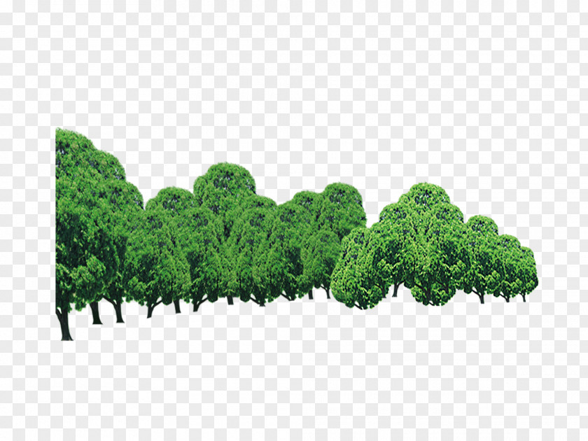 Forest Tree PNG