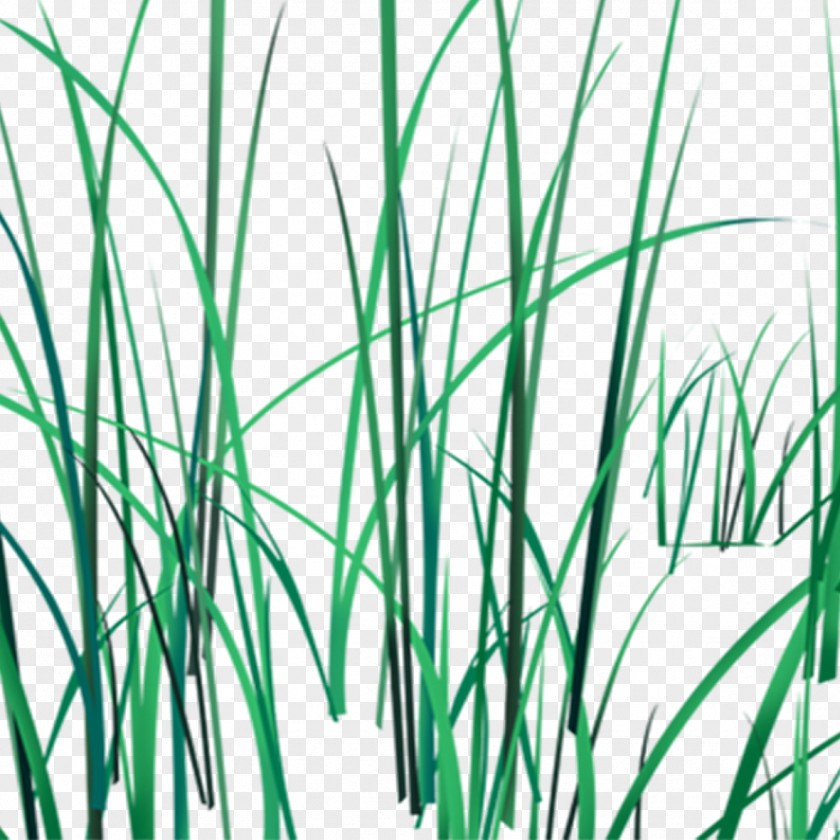 Grass Download PNG