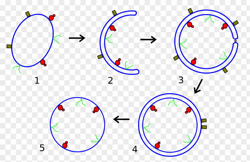 Hypothesis Obcell Cytoplasm Cell Membrane PNG
