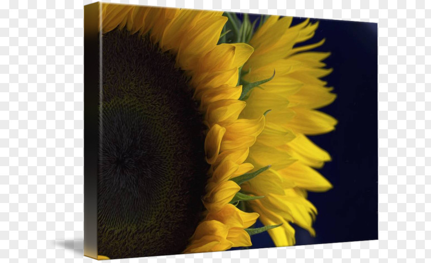 Sunflower 3D Common Imagekind Pop Art Poster PNG