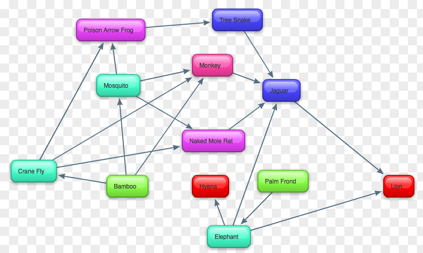 Tropical Rain Forest Africa Food Web Chain Rainforest PNG