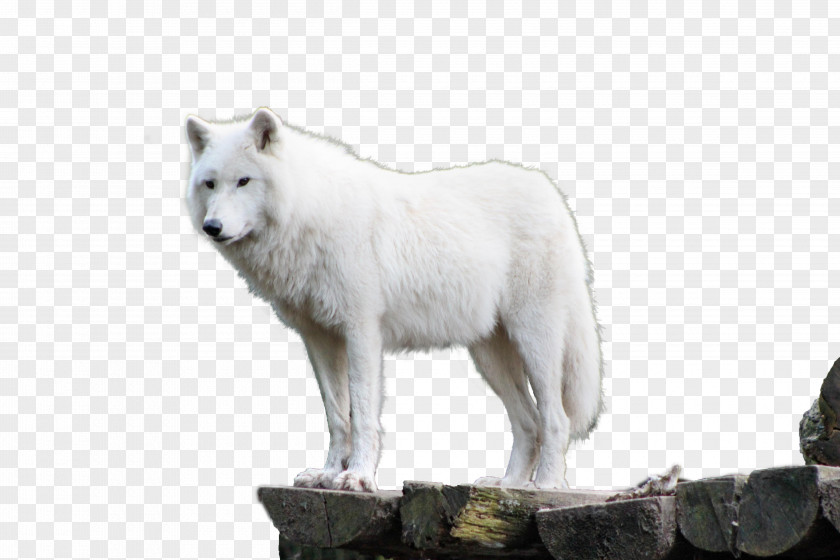 Wolf Dog Alaskan Tundra Arctic Fox PNG