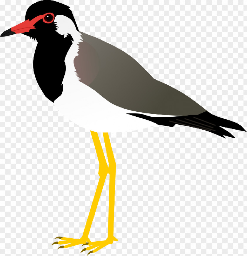 Bird Beak Red-wattled Lapwing Yellow-wattled PNG