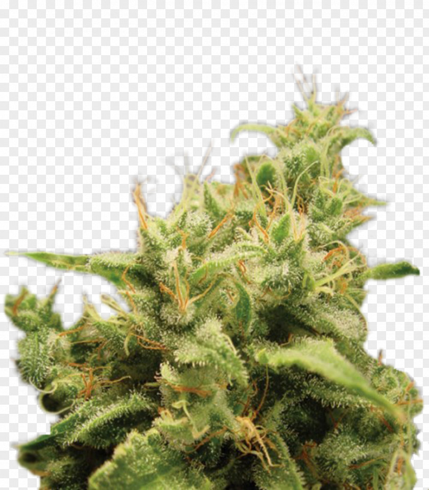 Cannabis Cup Seed Bank Sativa PNG