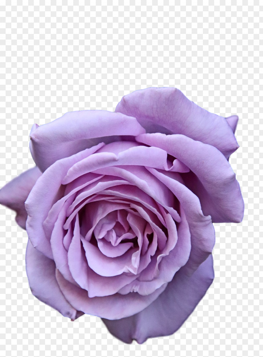 Garden Roses PNG