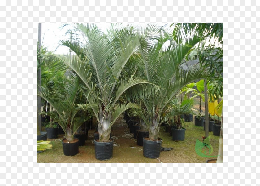 Tree Babassu Dypsis Decaryi Oil Palms PNG