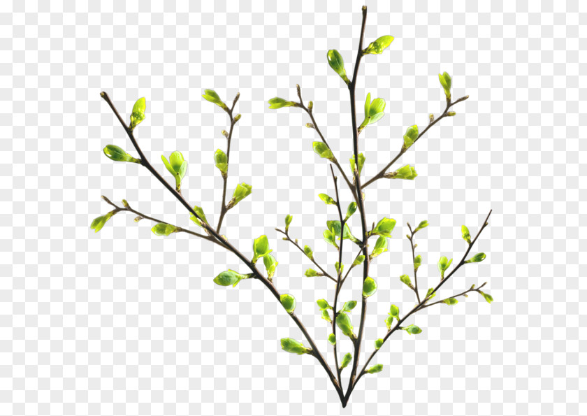 Tree Twig Branch Leaf PNG