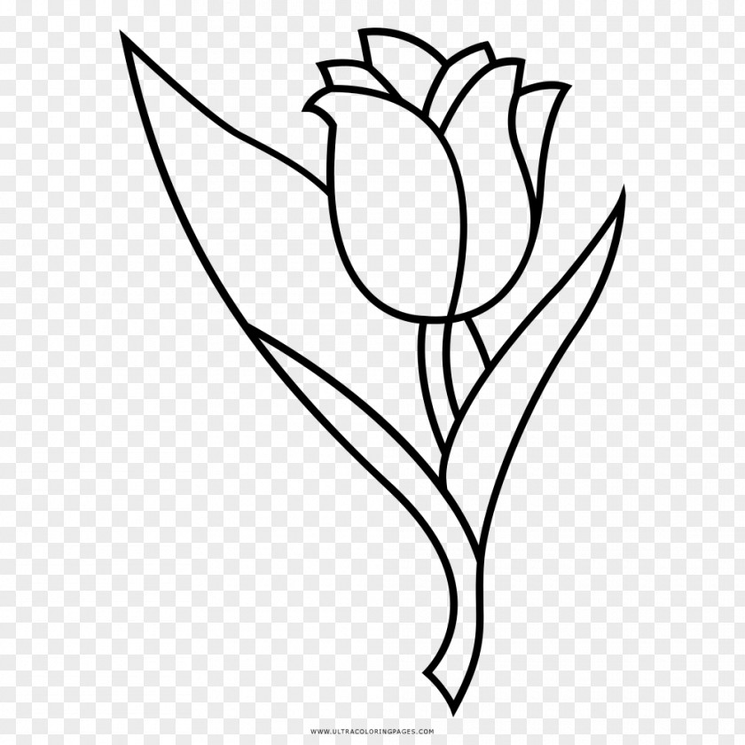Tulip Floral Design Drawing Flower Coloring Book PNG