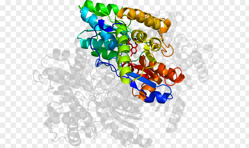 Adenosine Deaminase Zalpha Domain Art Organism Clip PNG