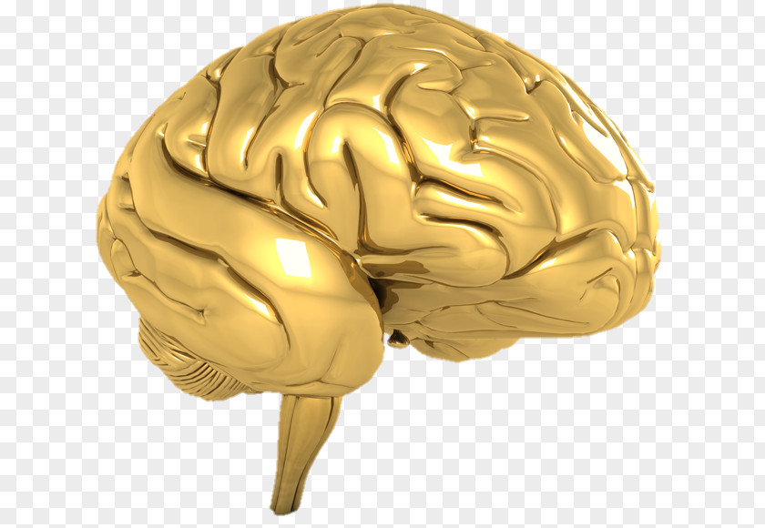 Brain Human Hidden Eye PNG