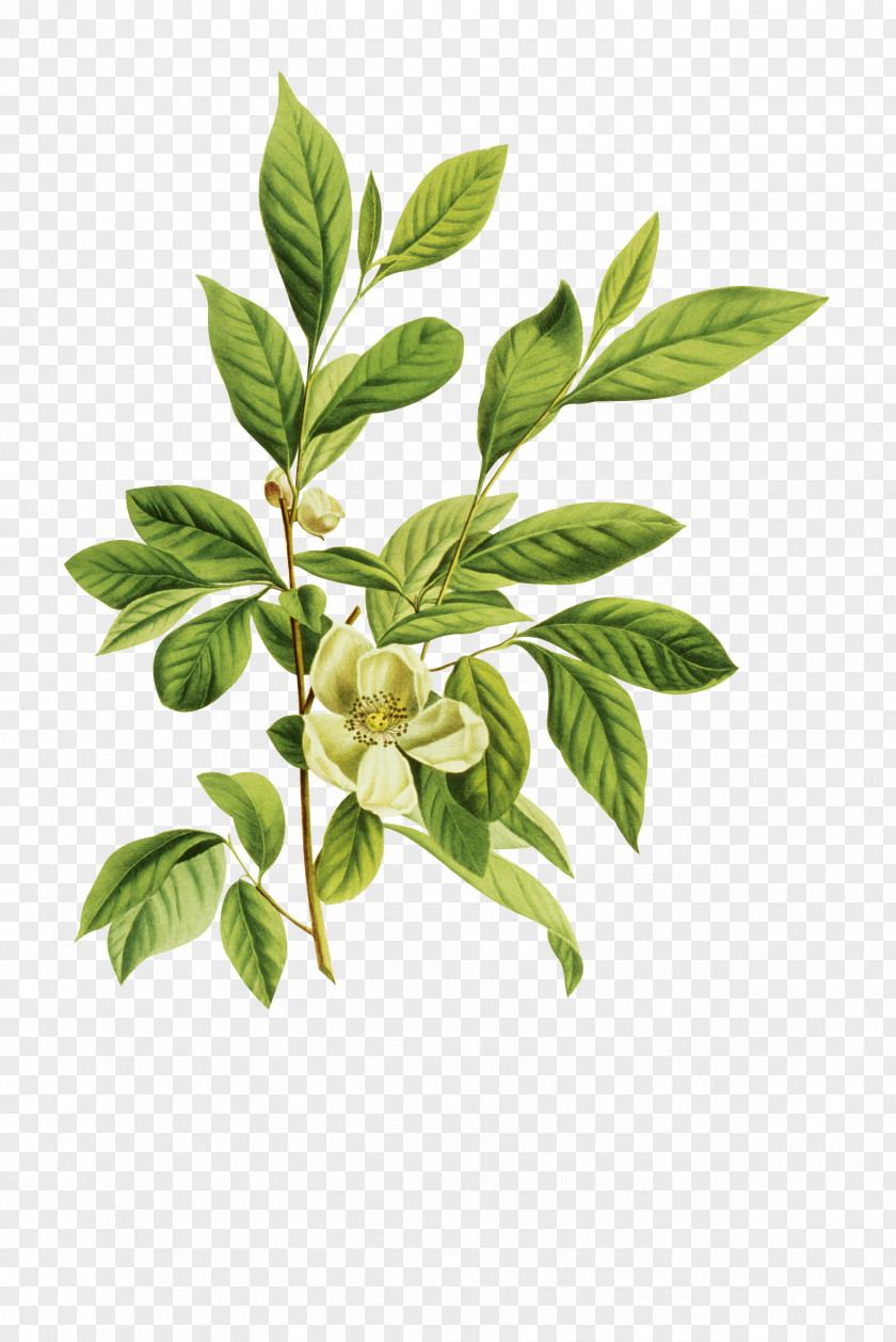 Cartoon Creative Flower Green Tea Arabian Jasmine Mo Li Hua Petal PNG