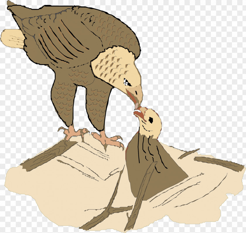 Eagle Feeding Material Picture Hawk Bird Illustration PNG