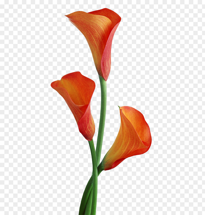 Flower Arum-lily PNG