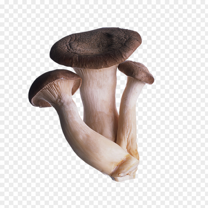 Mushroom Oyster Fungus Shiitake Straw PNG