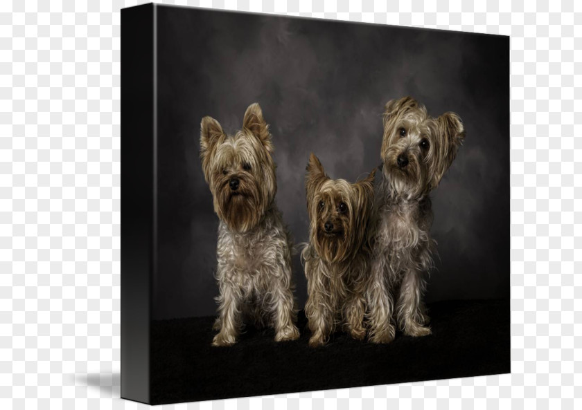 Painting Yorkshire Terrier Cairn Glen Morkie Art PNG