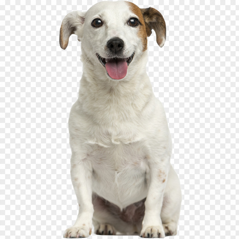 Puppy Jack Russell Terrier Stock Photography Yorkshire American Cocker Spaniel PNG