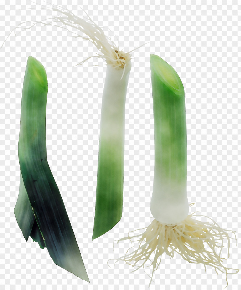 Welsh Onion Onions PNG