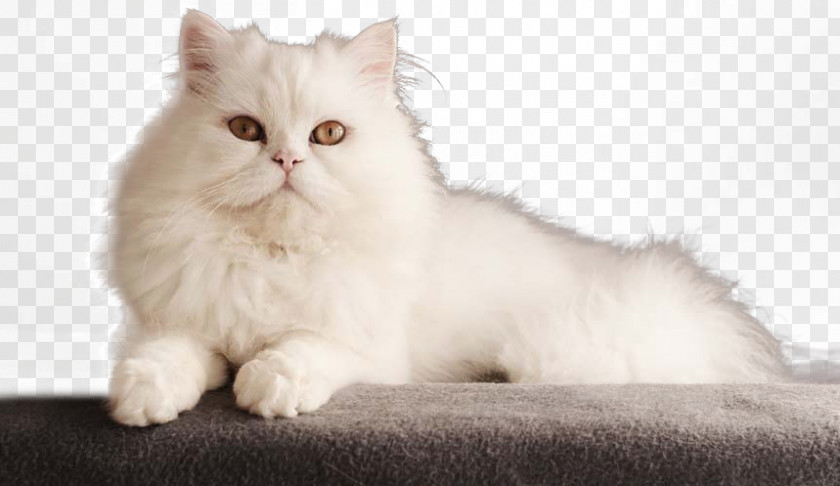 White Persian Cat Bengal Kitten Dog PNG
