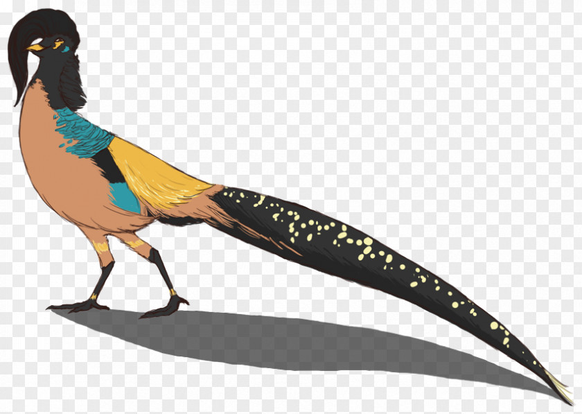 Bird Pavo Beak Galliformes Feather PNG