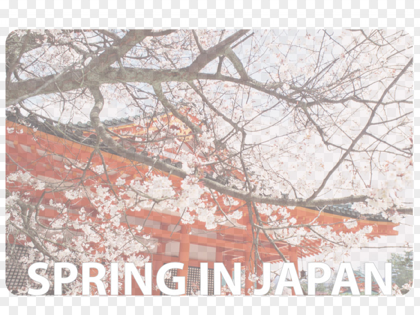 Fatherdaughter Dance Heian Shrine Cherry Blossom Jingu Wallpaper PNG