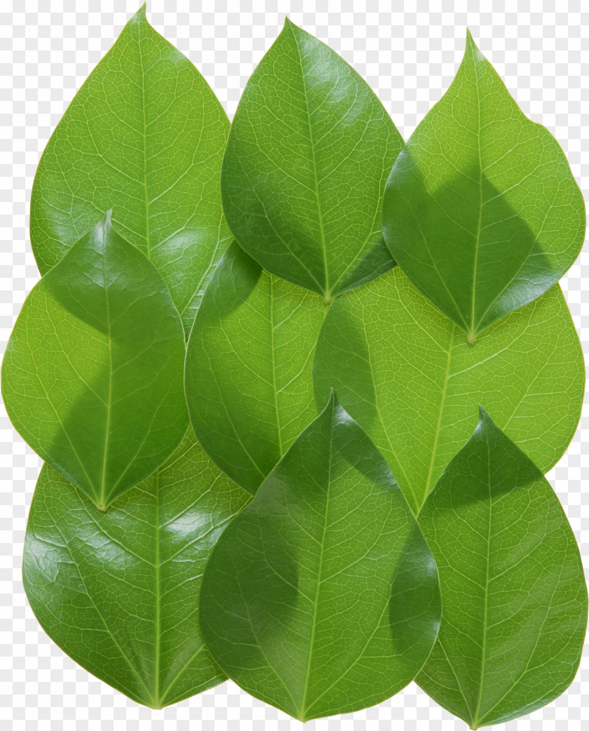 Green Leaves Picture 2017 Nissan LEAF Clip Art PNG