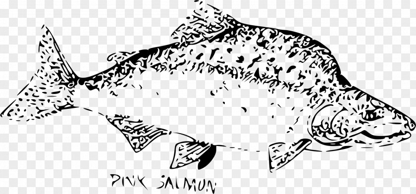 SALMON Pink Salmon Chum Chinook Fish Sockeye PNG