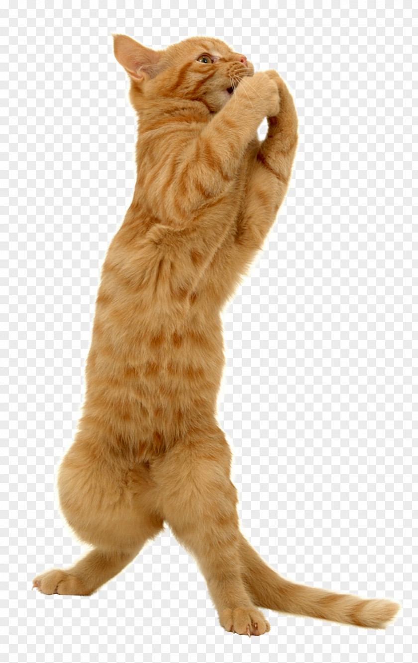 Cats Cat Kitten Felidae Dog Trumpet PNG
