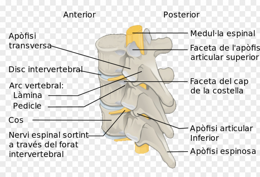 Columna Vertebral Column Spinal Cord Anatomy Lumbar Vertebrae PNG