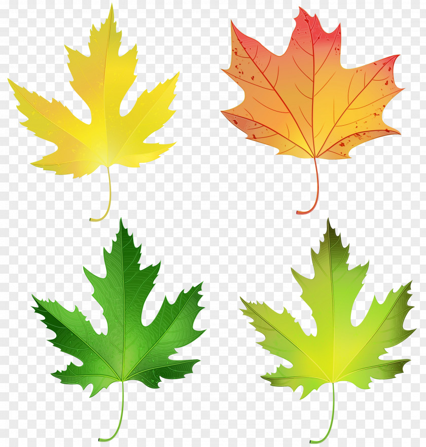 Deciduous Flower Canada Maple Leaf PNG