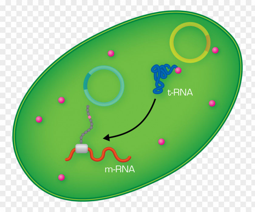 E.colu Amino Acid Transfer RNA Cytoplasm Protein PNG