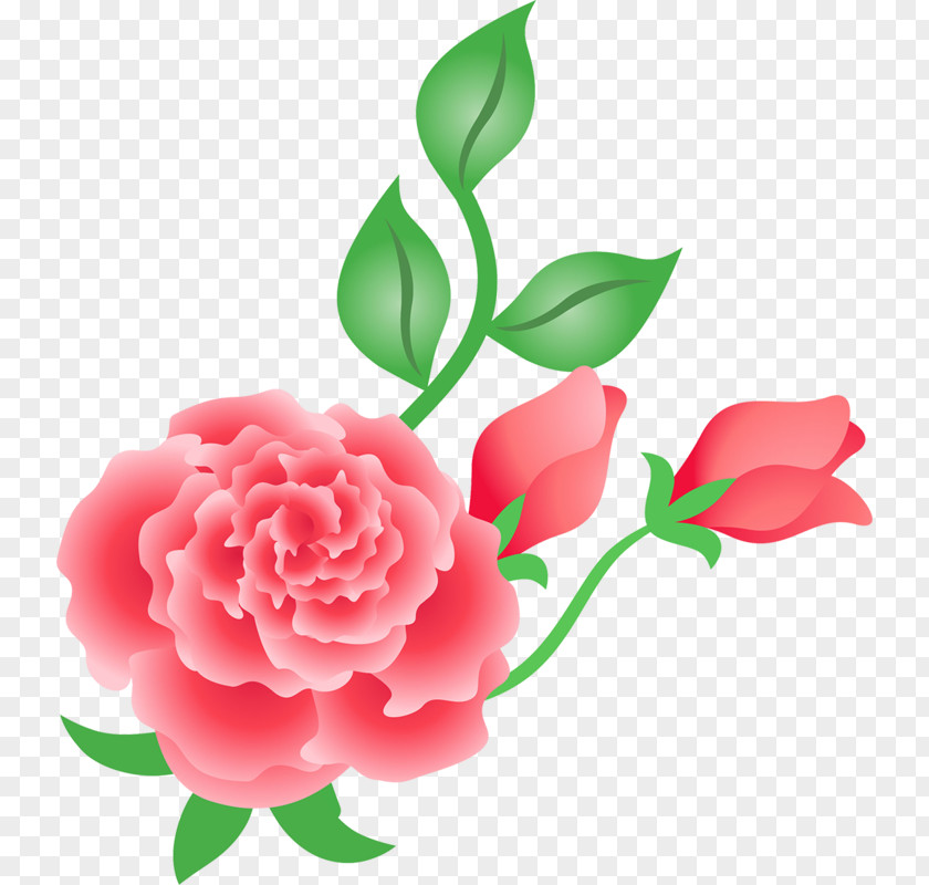 Garden Roses Flower Petal Design PNG