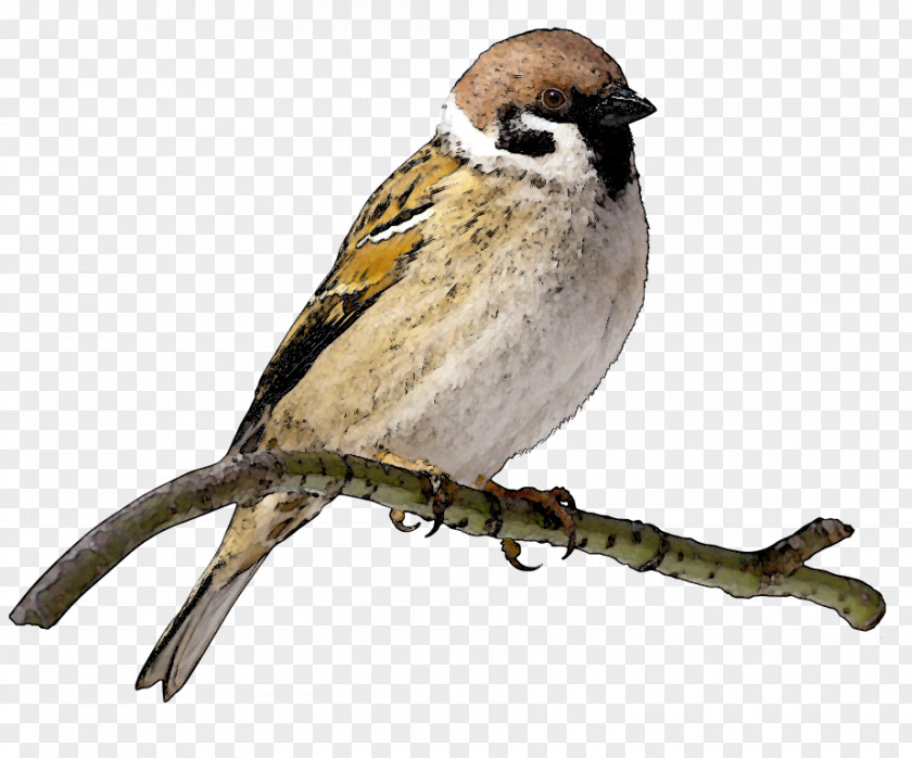 Maya Cliparts House Sparrow Bird Clip Art PNG