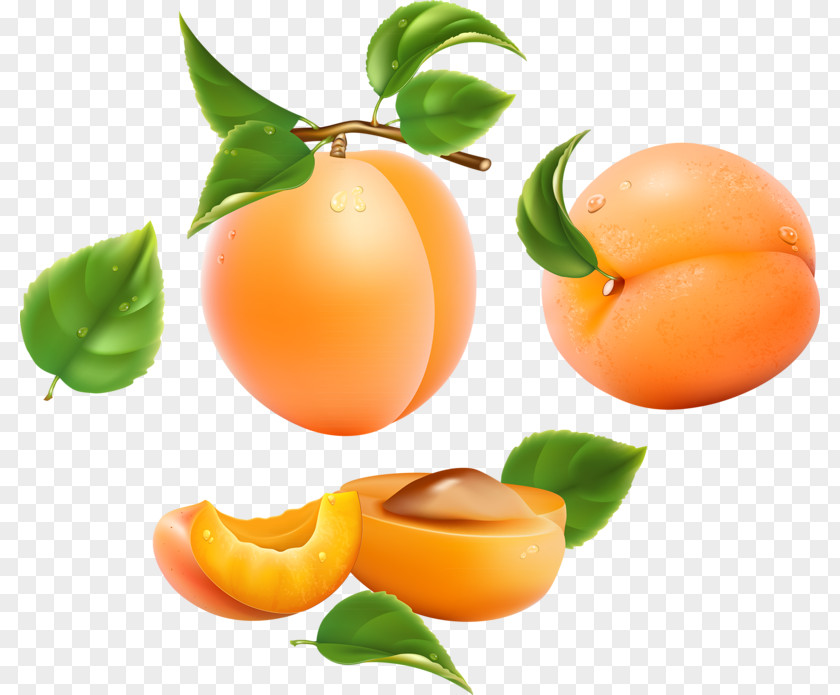 Apricots Pattern Apricot Frutti Di Bosco Drawing Fruit Peach PNG