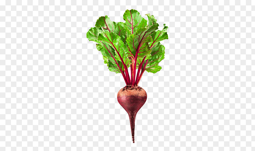 Beet PNG clipart PNG