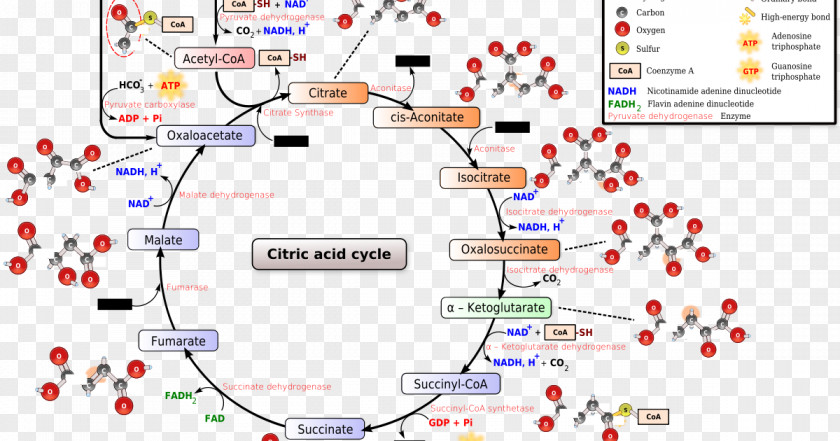Citric Acid Cycle Tricarboxylic Biochemistry Metabolism PNG