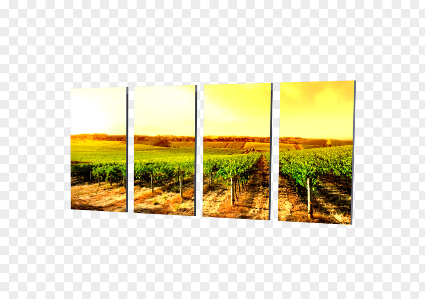 Flower Modern Art Common Grape Vine Picture Frames Rectangle PNG