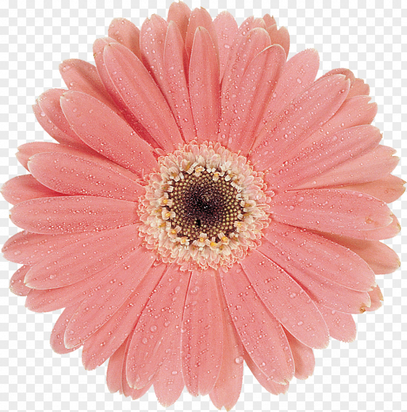 Gerbera Cut Flowers Oxeye Daisy Family Chrysanthemum Argyranthemum Frutescens PNG