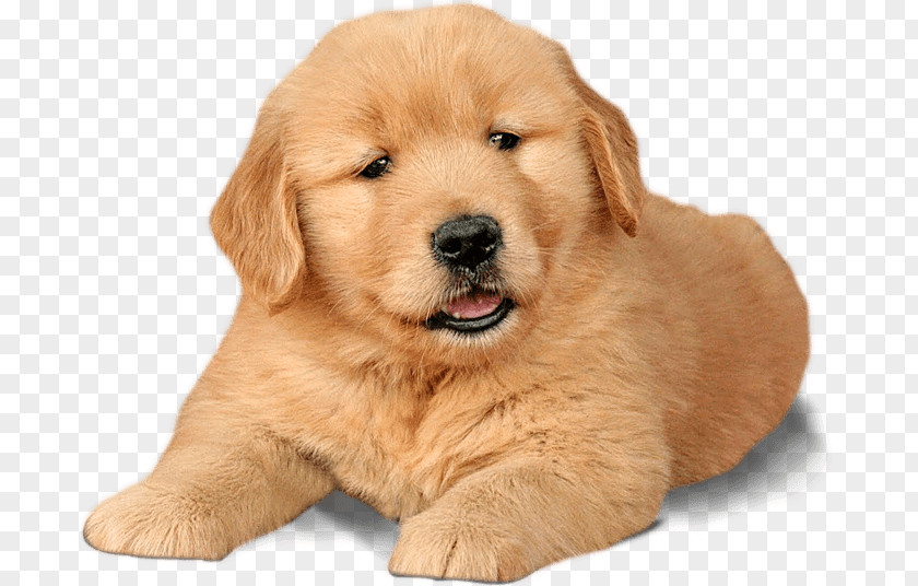 Golden Dogs Word Retriever Puppy Labrador Chow PNG