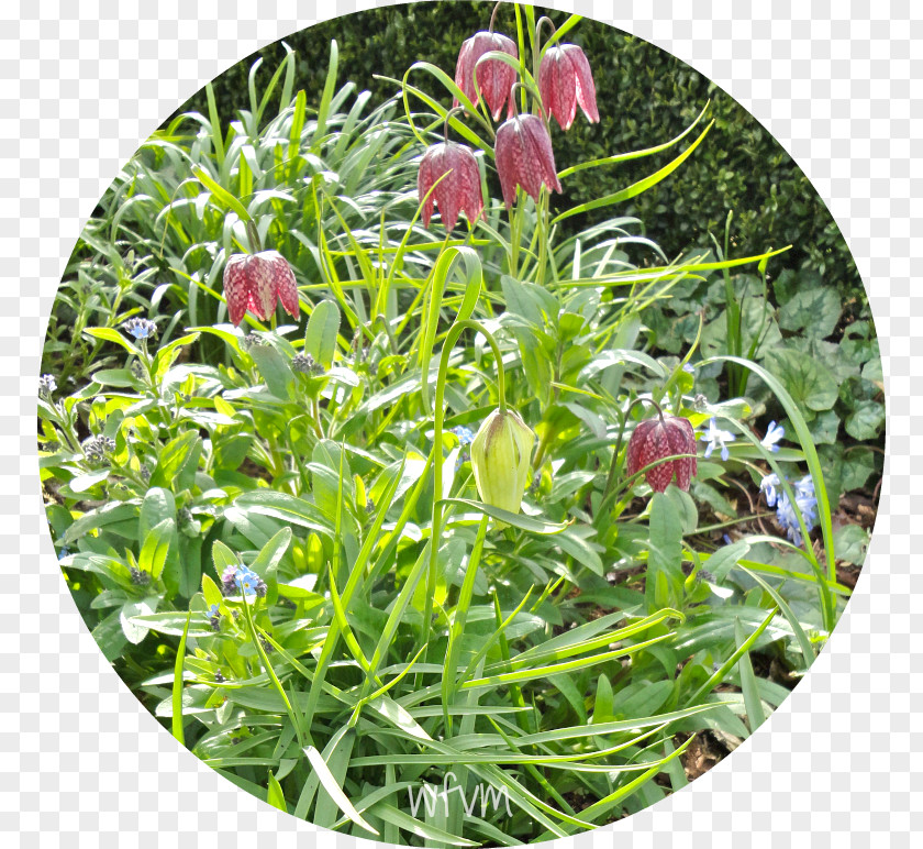 Greet The Spring Fritillaries Groundcover Lawn Wildflower Herb PNG