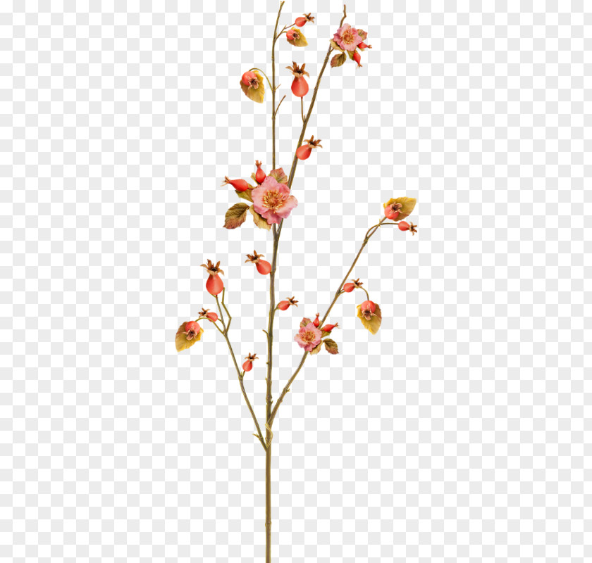 Leaf Twig Bud Cut Flowers Plant Stem PNG