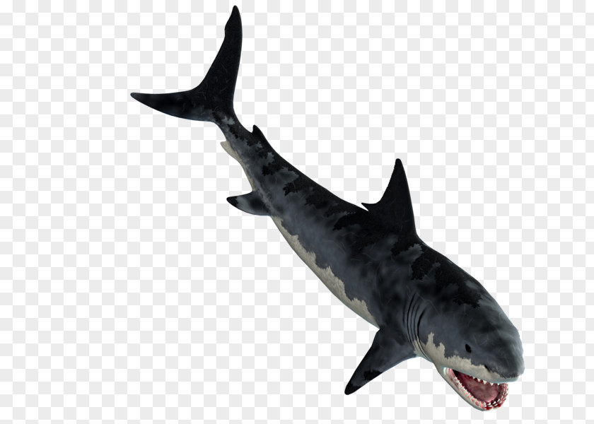 Sharks Tiger Shark Great White Squaliform Requiem Clip Art PNG