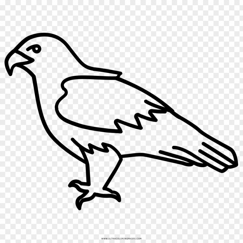Bird Bald Eagle Drawing Clip Art PNG