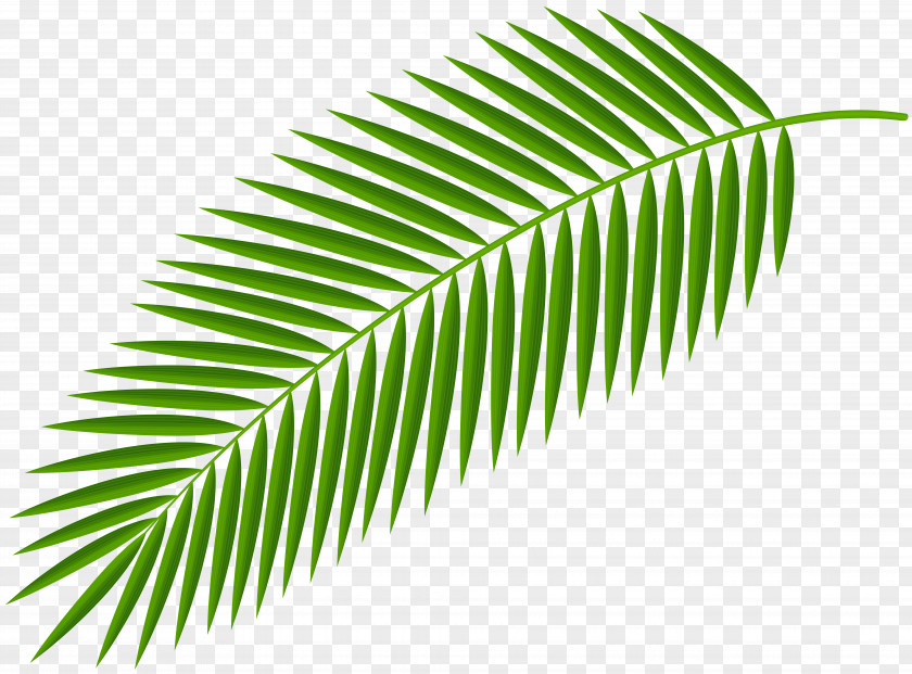 Palm Branch Clip Art Trees Palm-leaf Manuscript Image PNG