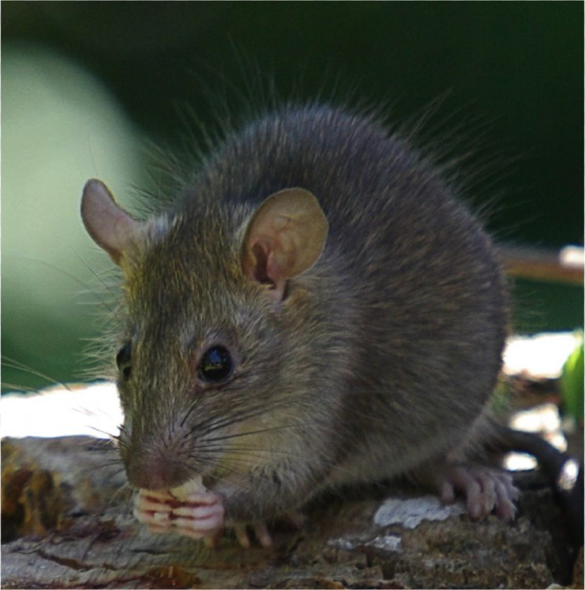 Rat & Mouse Brown Black Rodent Introduced Species PNG