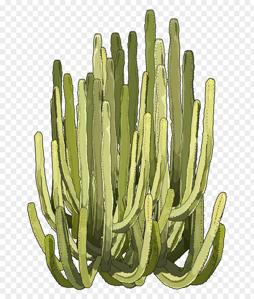 Cactus Creative Euphorbia Canariensis Cactaceae Cardón Tenerife Washing PNG