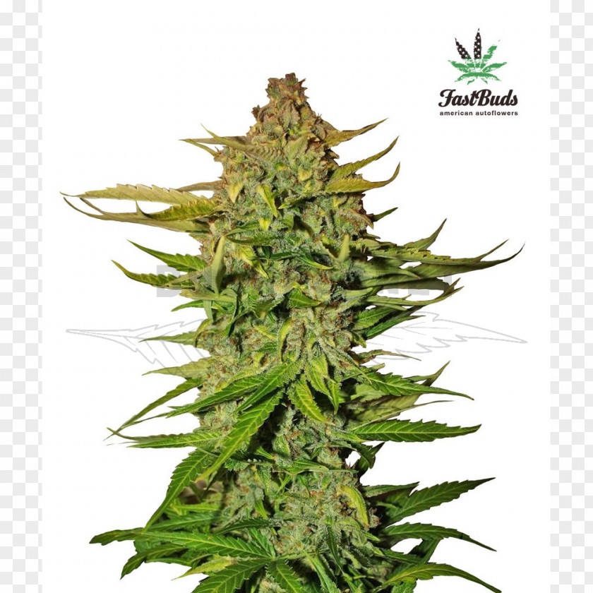 Cannabis Ruderalis Autoflowering Cultivation Northern Lights Seed Bank PNG