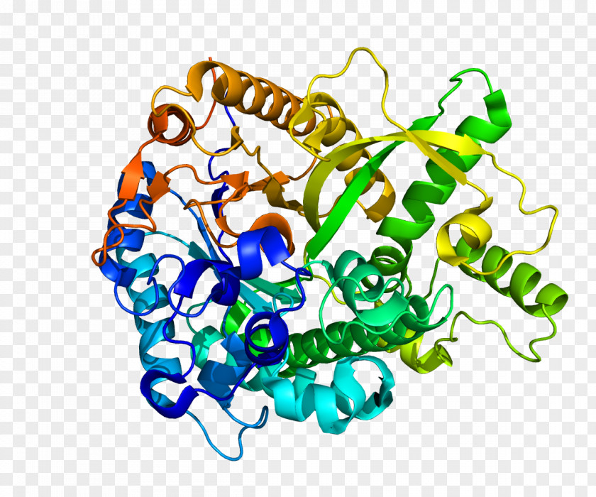 Chromosome Klotho Alpha-L-fucosidase Glycan Protein Enzyme PNG