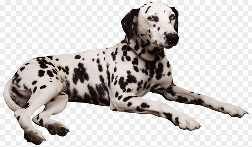 Dogs Dalmatian Dog Shar Pei Pembroke Welsh Corgi Puppy PNG