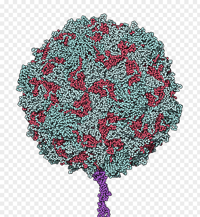 Lovely Virus Cell Poliovirus CD155 Polio Vaccine Poliomyelitis Receptor PNG