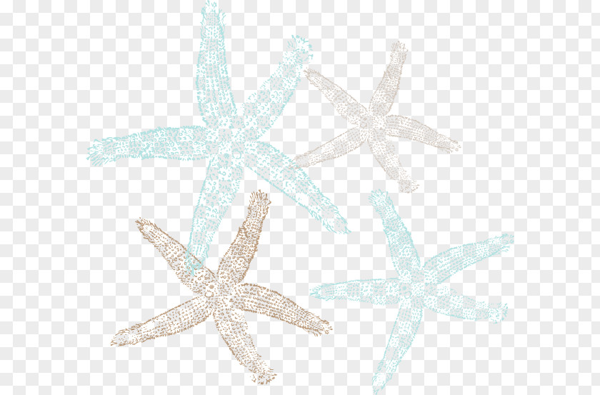 Starfish Vector Marine Invertebrates Echinoderm Animal PNG